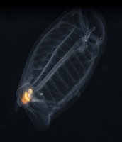 Jellyfish-during-a-blacwater-dive