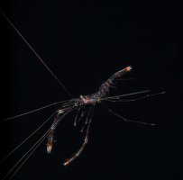 Shrimp-during-a-blackwater-dive