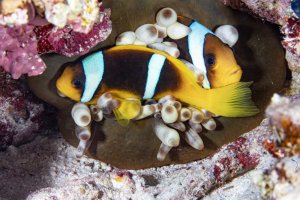 Anemone-fish