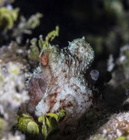 Common-octopus-at-night