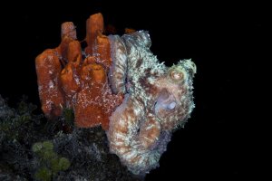 Common-octopus-at-night2