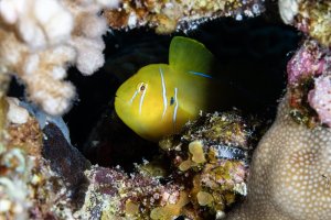Mustard-goby