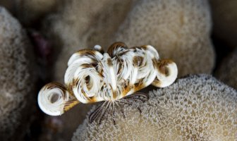 Mořská lilie (feather star) na korálu