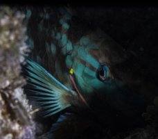 Sleeping-Parrotfish