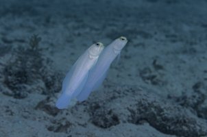 Yellowhead-jawfish