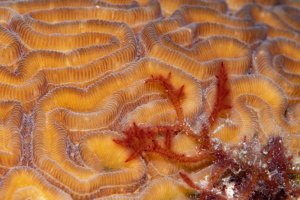 Coral head pattern