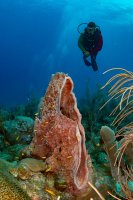 Diver and sponge (Barbados)