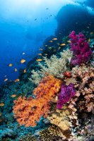 Ras Muhammad Reef (Egypt)